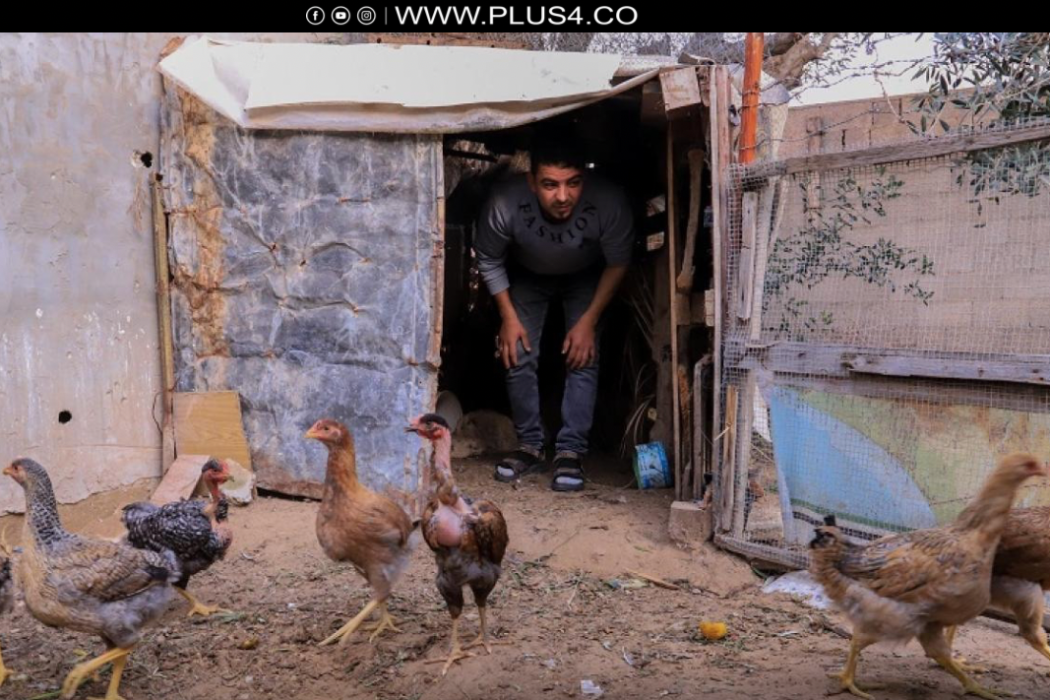 الدجاج