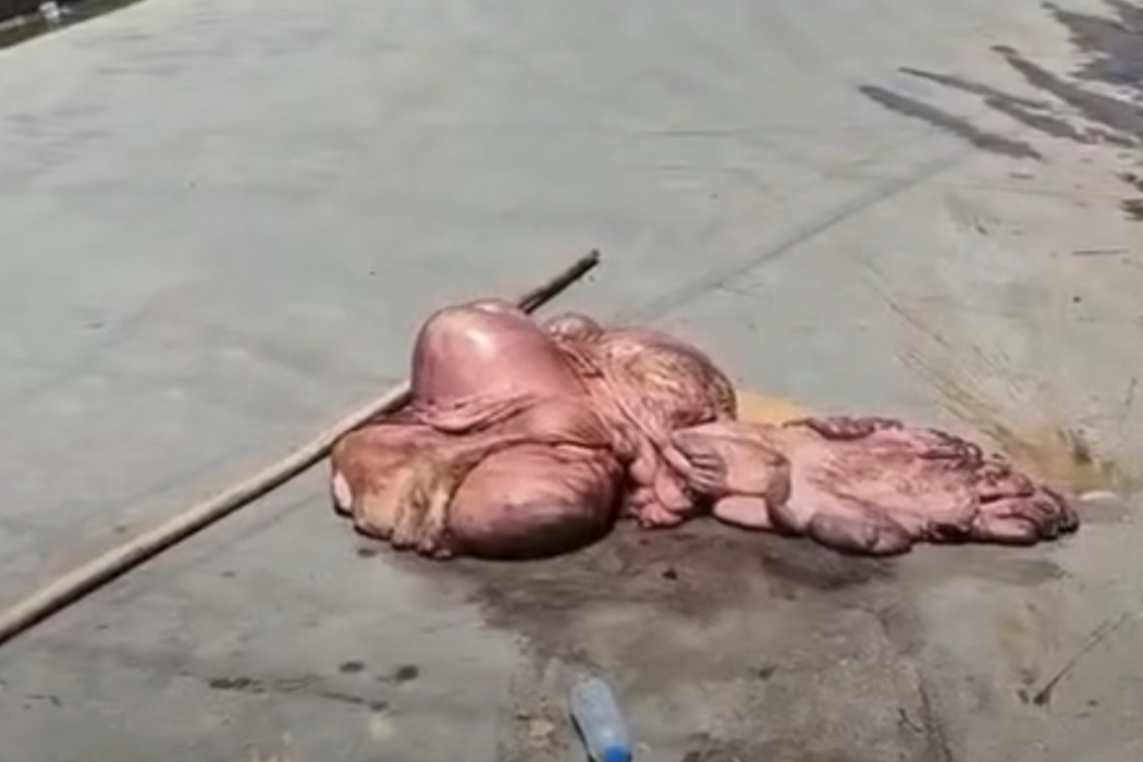 الذبح العشوائي