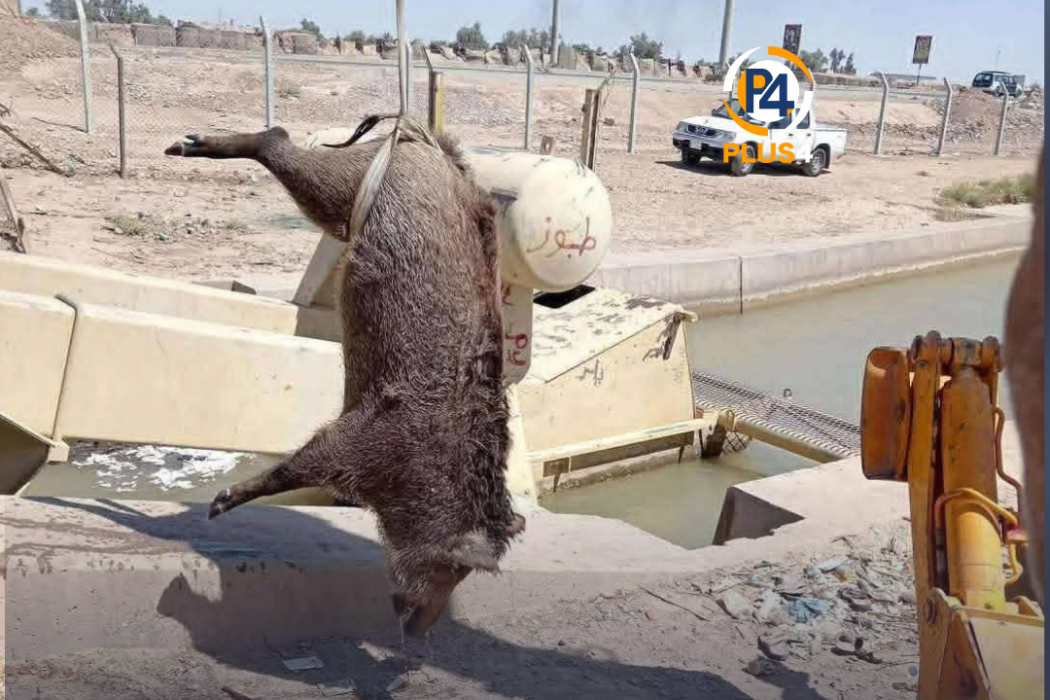 خنازير