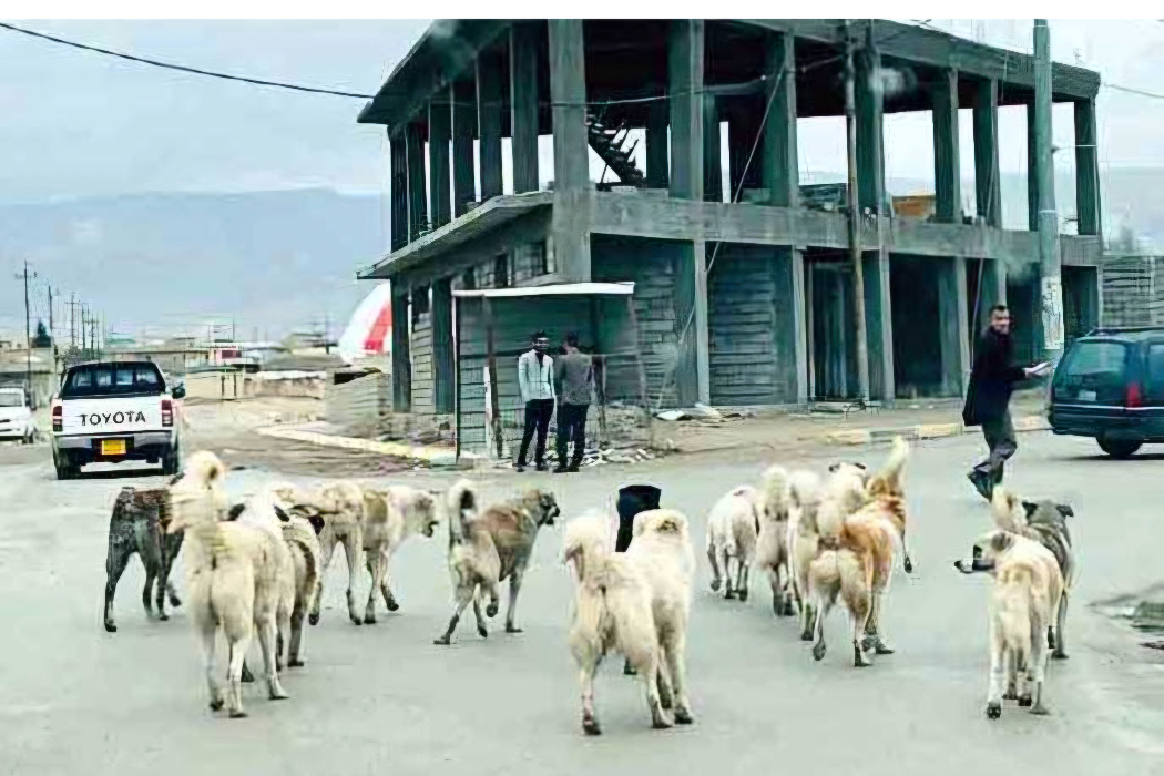 سەگی بەرەڵا