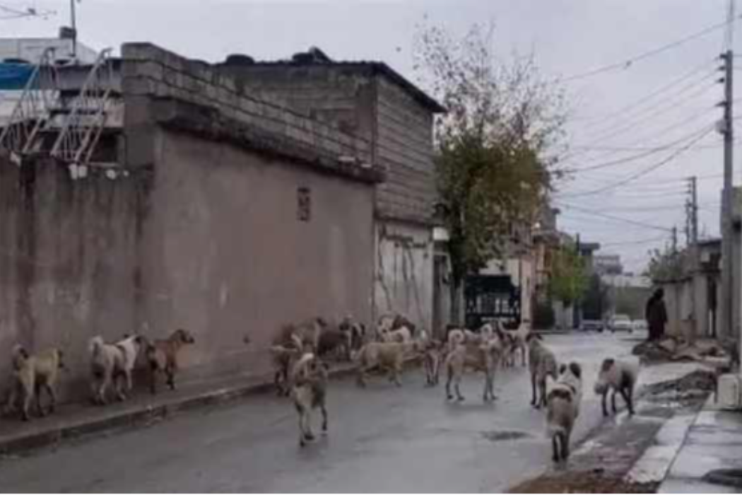 سەگی بەڕەڵا