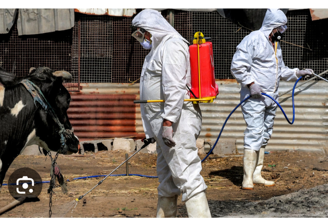 پەتای خوێنبەربوون